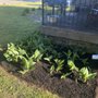 Photo of ForeverGreen Lawn Care