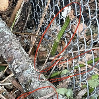 Carmelo Landscape - Blackberry stalks and roots. - Gardeners Near Me