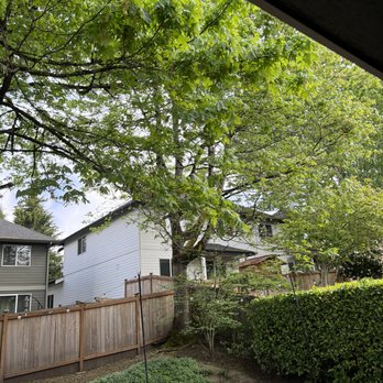 Western Hemlock Tree & Stump Service - Before - The tree was extremely close to fence and they were able to remove without any damage to it. - Tree Services Near Me - Snohomish, Washington Western Hemlock Tree & Stump Service - Before - The tree was extremely close to fence and they were able to remove without any damage to it. - Tree Services Near Me - Snohomish, Washington