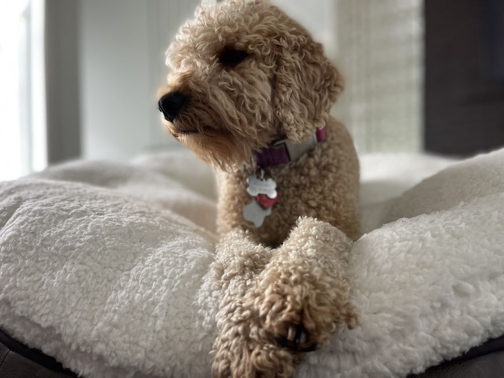 D PET HOTELS AUSTIN Updated July 2024 76 Photos & 55 Reviews 7101