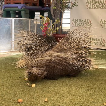 Animal Tracks - Porcupine - Zoos Near Me - Agua Dulce, California Animal Tracks - Porcupine - Zoos Near Me - Agua Dulce, California
