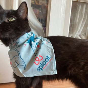 Sploot Veterinary Care - Highlands - My babies rocking their new Sploot gear after their visits! - Veterinarians Near Me - Denver, Colorado