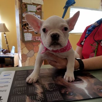 Extra Care Animal Hospital - Veterinarians Near Me - Davie, Florida