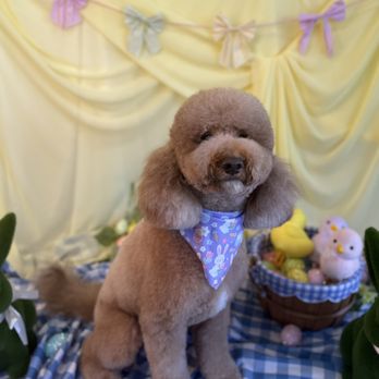 Fluffy Paws Grooming Studio - Pet Groomers Near Me - Mission Viejo, California Fluffy Paws Grooming Studio - Pet Groomers Near Me - Mission Viejo, California