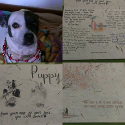 North Shore Veterinary Clinic - Our Puppy Girl