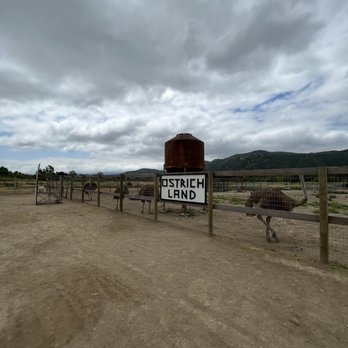 Ostrichland USA - Attraction Farms Near Me - Solvang, California Ostrichland USA - Attraction Farms Near Me - Solvang, California