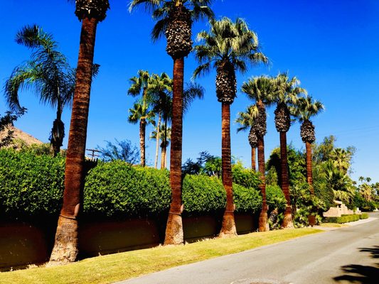 Palm Springs Mod Squad (Architecture Tours) by null