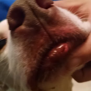 A-VIP Pet Resort - Gash in my dog's lip that was not brought to my attention upon pick up & no explanation to how it happened. - Pet Boarding Near Me - Las Vegas, Nevada