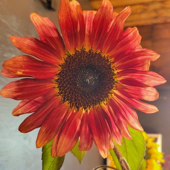 Pear Bloom Farm - Sunflower - Fruits & Veggies Near Me - Hood River, Oregon