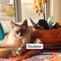 Photo of Pawtails Pet Sitting