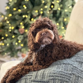 Styles Pet Grooming - Pet Groomers Near Me - Yucaipa, California Styles Pet Grooming - Pet Groomers Near Me - Yucaipa, California