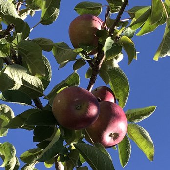 Outhouse Orchards - Fruits & Veggies Near Me - North Salem, New York