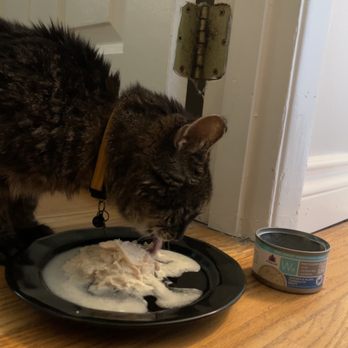 All The Best Pet Care - tk enjoying her scrumptious breakfast, a can of Weruva Wx Chicken & Tilapia formula in gravy. - Pet Stores Near Me - Redmond, Washington