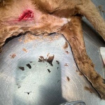 Groomingdale's - Graphic imagery - Pet Groomers Near Me - Southaven, Mississippi Groomingdale's - Graphic imagery - Pet Groomers Near Me - Southaven, Mississippi