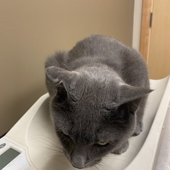 BluePearl - Midvale - Veterinarians Near Me - Midvale, Utah BluePearl - Midvale - Veterinarians Near Me - Midvale, Utah