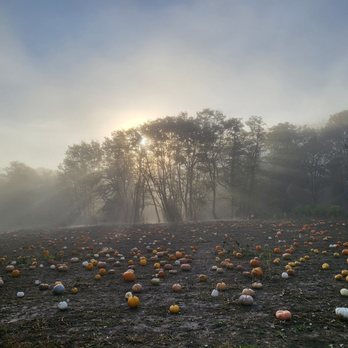 GreenGable Garden - U-pick Pumpkin Patch - Pumpkin Patches Near Me - Philomath, Oregon
