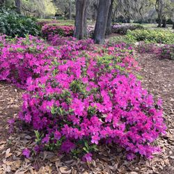 Color Country Nursery