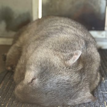 Lone Pine Koala Sanctuary - Zoos Near Me - Fig Tree Pocket, QLD