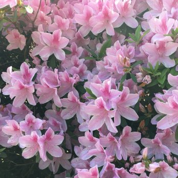 Bayou Bend Collection and Gardens - Art Museums Near Me - Houston, Texas
