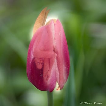 Steve Dean Photography - "Birth of a Fairy" is a fun spring image by Steve Dean. - Photographers Near Me - Lansing, Michigan Steve Dean Photography - "Birth of a Fairy" is a fun spring image by Steve Dean. - Photographers Near Me - Lansing, Michigan