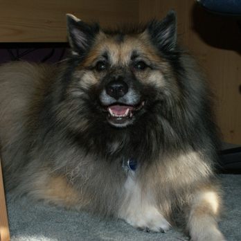 Creekside Animal Hospital - Veterinarians Near Me - Arlington, Texas Creekside Animal Hospital - Veterinarians Near Me - Arlington, Texas