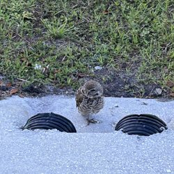 Horton Park - Burrowing Owl
