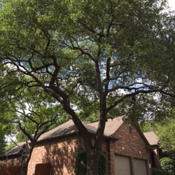 certified tree care austin tx