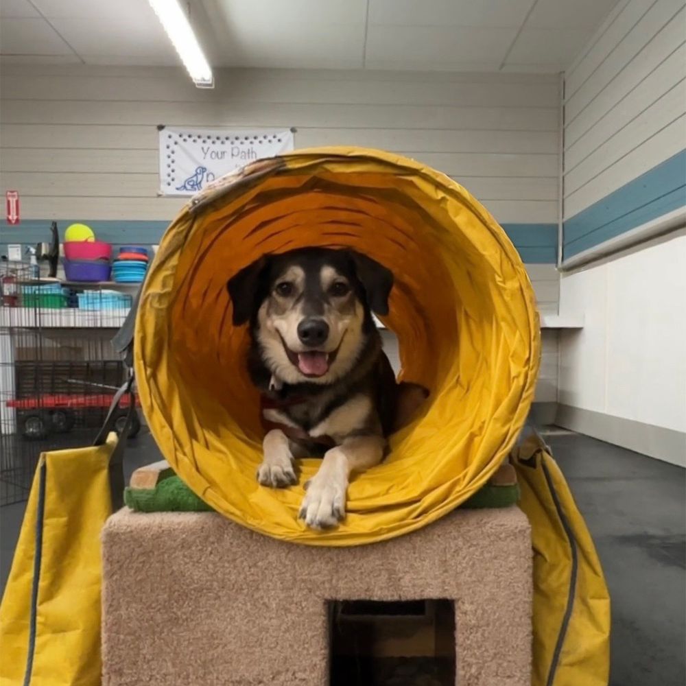 McCann Professional - Dog Trainers - Dog in a tunnel - Pet Training Near Me - Hamilton, Ontario McCann Professional - Dog Trainers - Dog in a tunnel - Pet Training Near Me - Hamilton, Ontario