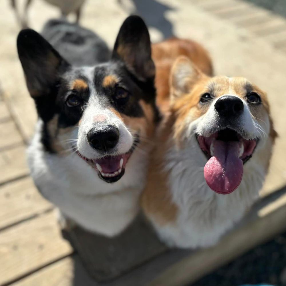 BUNK & BISCUIT Updated September 2024 42 Photos & 26 Reviews 1740