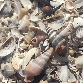 Maumee Bay State Park  - Cute shells on the beach - Parks Near Me - Oregon, Ohio