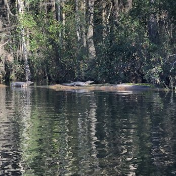 Stephen C Foster State Park - Young alligators sunbathing - Parks Near Me - Fargo, Georgia