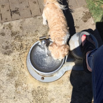 Springville Park - Water always available! - Dog Parks Near Me - Camarillo, California Springville Park - Water always available! - Dog Parks Near Me - Camarillo, California