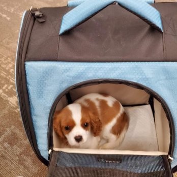Paws and Claws Travel - More precious cargo - Pet Transportation Near Me Paws and Claws Travel - More precious cargo - Pet Transportation Near Me