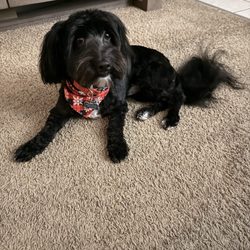 Tip To Tail Pet Grooming - My dog, Chopper after grooming