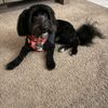 Tip To Tail Pet Grooming gift card