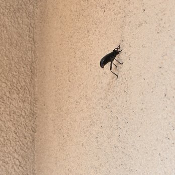 EnviroGuard - Bugs everywhere! This product and company SUCKS and they will draft your money without permission. - Pest Control Near Me - Albuquerque, New Mexico