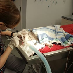 Companion Animal Care Center - Stephanie cleaning Pixie's teeth during his dental procedure.