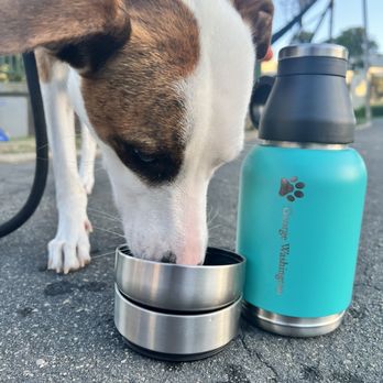 Dog Beauty Salon - He love he's new bottle . Fancy - Pet Groomers Near Me Dog Beauty Salon - He love he's new bottle . Fancy - Pet Groomers Near Me