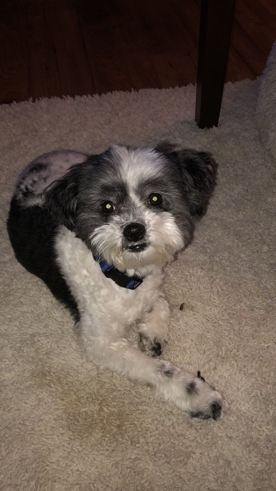 PRIM AND PROPER PAWS 16 Photos Stone Mountain, Pet