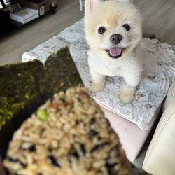 Yasudas Fresh Rice - I'm definitely going to buy this unagi omusubi again