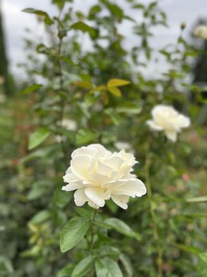 International Rose Test Garden by null