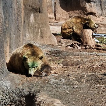 Bearizona - Bears - Zoos Near Me - Williams, Arizona Bearizona - Bears - Zoos Near Me - Williams, Arizona