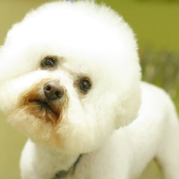 PawFect Grooming - Pet Groomers Near Me - Aliquippa, Pennsylvania PawFect Grooming - Pet Groomers Near Me - Aliquippa, Pennsylvania