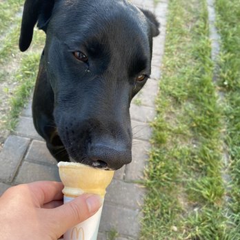 McDonald's - a black dog eating an ice cream cone - Fast Food Near Me - Calgary, Alberta McDonald's - a black dog eating an ice cream cone - Fast Food Near Me - Calgary, Alberta