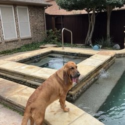 Best Li'l Doghouse in Texas