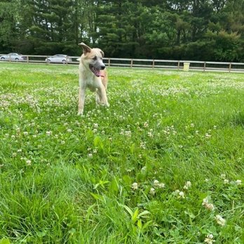 Francis Kennels - Pet Sitting Near Me - Xenia, Ohio