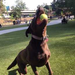 Doggie catch! Doggie catch!