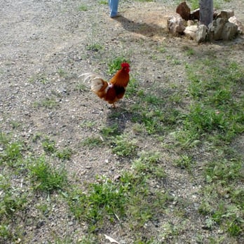 BBaca Engineering - One of the hazards of doing a property inspection.
"Fred" the neighborhood Rooster keeping an eye on the house. - Home Inspectors Near Me BBaca Engineering - One of the hazards of doing a property inspection.
"Fred" the neighborhood Rooster keeping an eye on the house. - Home Inspectors Near Me