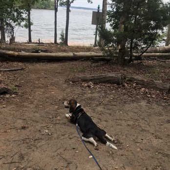 Dreher Island State Park - B2K the Beagle taking a rest enjoying boaters going by - Parks Near Me - Prosperity, South Carolina Dreher Island State Park - B2K the Beagle taking a rest enjoying boaters going by - Parks Near Me - Prosperity, South Carolina