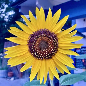 Walker Burger - Flowers everywhere - Burgers Near Me - Coleville, California Walker Burger - Flowers everywhere - Burgers Near Me - Coleville, California